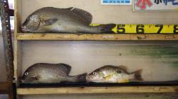 天神崎　フカセでコロダイ47.5cm　フエ…