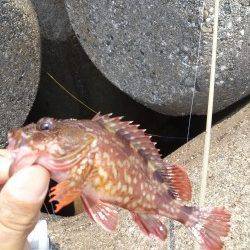 東二見人工島で穴釣り、ガシラの釣果