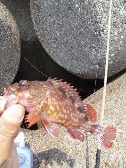 東二見人工島で穴釣り、ガシラの釣果