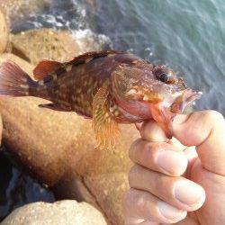 東二見人工島で穴釣り、ガシラの釣果