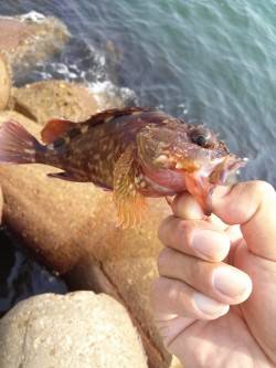 東二見人工島で穴釣り、ガシラの釣果