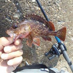 東二見人工島　テトラのランガンでガシラ47匹！　他メバルも
