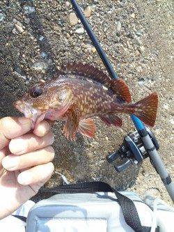 東二見人工島　テトラのランガンでガシラ47匹！　他メバルも