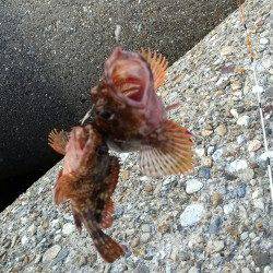 東二見人工島　穴釣りでガシラ〜18cm25尾　ルアーではタコ・イカの姿も