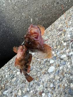 東二見人工島　穴釣りでガシラ〜18cm25…