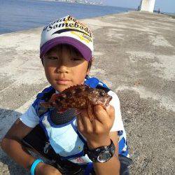 高砂港　探り釣りでガシラ4尾・ベラ・チャリコの釣果