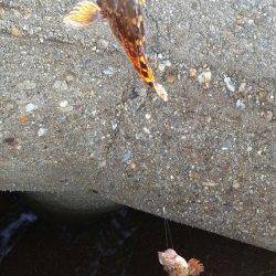 東二見人工島　穴釣りでガシラ〜18cm25尾　ルアーではタコ・イカの姿も