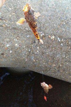 東二見人工島　穴釣りでガシラ〜18cm25尾　ルアーではタコ・イカの姿も