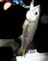 逢井漁港　ルアーでカマス、アジ、クロムツ、ガシラの4目釣り