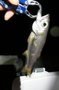 逢井漁港　ルアーでカマス、アジ、クロムツ、ガシラの4目釣り