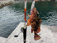 逢井漁港　ルアーでカマス、アジ、クロムツ、…