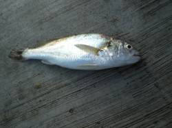 神戸空港　ルアーでカマス・イシモチ　ジグサ…