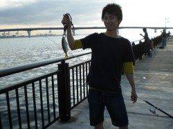 神戸空港　ルアーでカマス・イシモチ　ジグサビキでサバなどの釣果