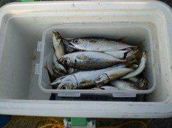 小野浜で大アジ狙い、いいサイズが釣れました！