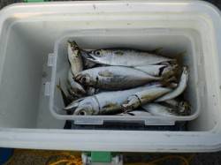 小野浜で大アジ狙い、いいサイズが釣れました…