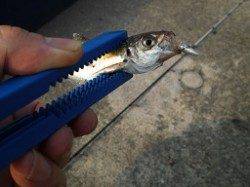 小野浜で大アジ狙い、いいサイズが釣れました！