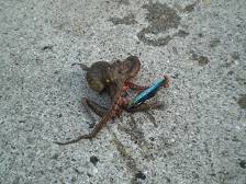 神戸港西側波止でルアーゲーム【バイブでタコ・太刀魚】