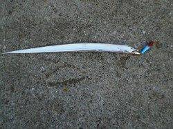 神戸港西側波止でルアーゲーム【バイブでタコ・太刀魚】