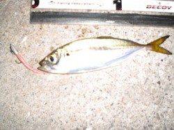 北公園　アジングでアジ〜16cm5尾　常夜灯下での釣果