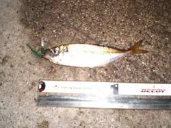 北公園　アジングでアジ〜16cm5尾　常夜…