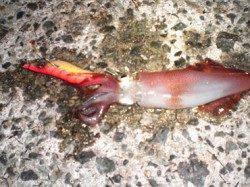 アジュール舞子～西舞子　夜11時〜のエギングでケンサキ4ハイ