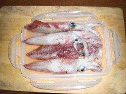 アジュール舞子～西舞子　夜11時〜のエギングでケンサキ4ハイ