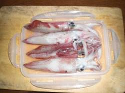 アジュール舞子～西舞子　夜11時〜のエギン…