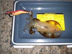 アジュール舞子、何とか二人で アオリとケンサキで四杯