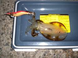 アジュール舞子、何とか二人で アオリとケン…