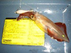 アジュール舞子、何とか二人で アオリとケンサキで四杯