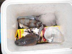 神戸空港、昨夜からの釣行でアオリ・朝にはツバスの釣果☆