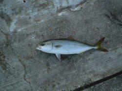 神戸空港、昨夜からの釣行でアオリ・朝にはツバスの釣果☆