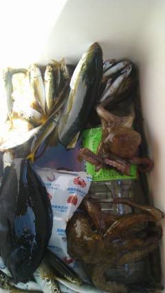 沖の一文字、小アジがサビキで入れ食い