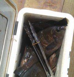 ウキ釣り、エサはイシゴカイでグレ10匹オーバー