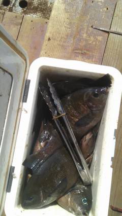 ウキ釣り、エサはイシゴカイでグレ10匹オー…