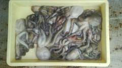 岸和田一文字　タコまだまだ狙えそう