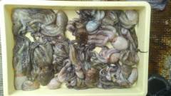 岸和田一文字　タコまだまだ狙えそう