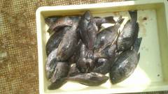 本日はグレ・サゴシも釣れています、岸和田一文字