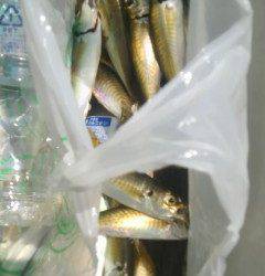 岸和田沖一文字でサビキでアジ好調☆