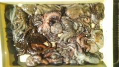 旧の一文字でのタコ釣果