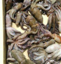 岸和田沖一文字、今日もタコだらけ♪