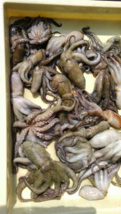 岸和田沖一文字、今日もタコだらけ♪