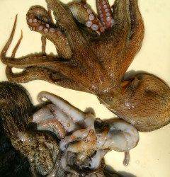 岸和田沖一文字、今日もタコだらけ♪