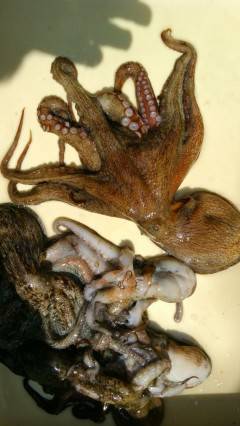 岸和田沖一文字、今日もタコだらけ♪