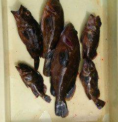 岸和田一文字　シラサのウキ釣りでアコウ・ガシラ狙える