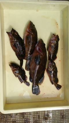 岸和田一文字　シラサのウキ釣りでアコウ・ガシラ狙える