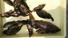 岸和田一文字　シラサのウキ釣りでアコウ・ガ…