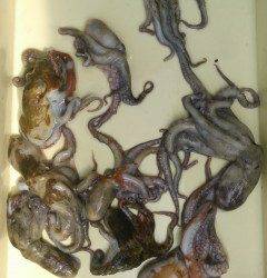 岸和田一文字　タコまだまだ狙えそうです