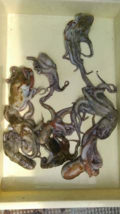 岸和田一文字　タコまだまだ狙えそうです