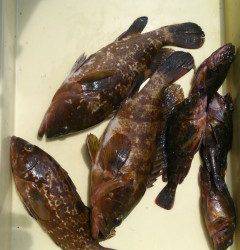 岸和田一文字　ウキ釣りでアコウ＆ガシラの釣果